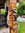Totem Pole Wood Indian Shop Little Big Horn 2,50 Meter
