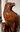 Eagle from Albesia wood carved 79 cm Original Little Big Horn statue decoration